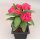 Euphorbia milii Grandiflora-Thai-Hybr. Sab O Raan