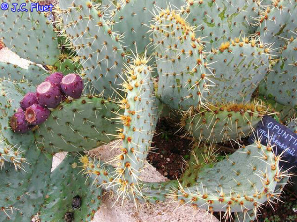 Opuntia mackensii Wichita Mountains, Oklahoma, USA (dw)