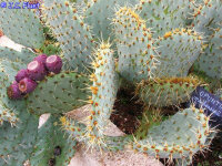 Opuntia mackensii Wichita Mountains, Oklahoma, USA (dw)