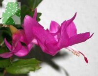 Schlumbergera-Hybr. Naomi