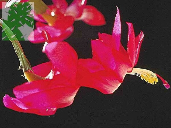 Schlumbergera-Hybr. Margit K&ouml;niger