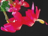 Schlumbergera-Hybr. Margit K&ouml;niger
