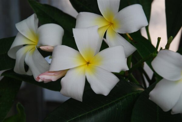 Plumeria-Hybr. White Surprise
