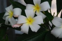 Plumeria-Hybr. White Surprise