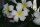 Plumeria-Hybr. White Surprise