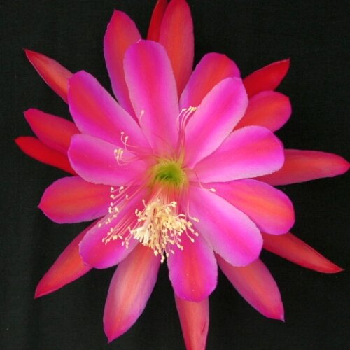 Epiphyllum-Hybr. Pacesetter Bl&uuml;te pink-orange