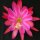 Epiphyllum-Hybr. Pacesetter Bl&uuml;te pink-orange