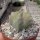 Whitesloana crassa Somalia