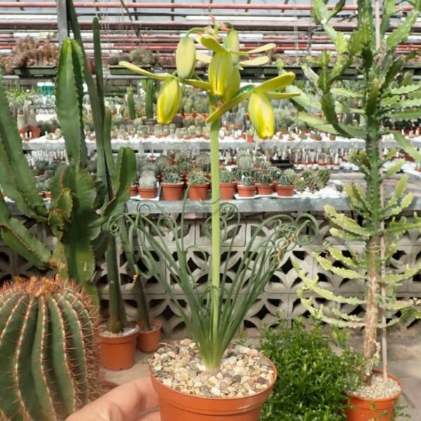 Albuca spiralis cv. Frizzle Sizzle