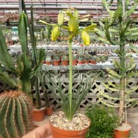 Albuca spiralis cv. Frizzle Sizzle