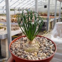 Albuca spiralis cv. Frizzle Sizzle