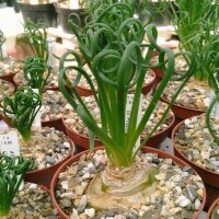 Albuca spiralis cv. Frizzle Sizzle