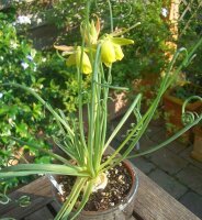 Albuca spiralis cv. Frizzle Sizzle