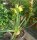 Albuca spiralis cv. Frizzle Sizzle