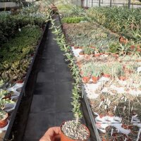 Euphorbia beharensis