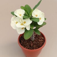 Euphorbia milii Grandiflora-Thai-Hybr. Bridal White