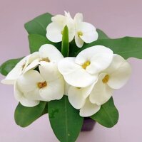 Euphorbia milii Grandiflora-Thai-Hybr. Bridal White