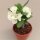 Euphorbia milii Grandiflora-Thai-Hybr. Bridal White