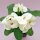 Euphorbia milii Grandiflora-Thai-Hybr. Bridal White