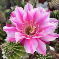 Echinopsis-Hybr. Brigittes Beauty Schick Hybride