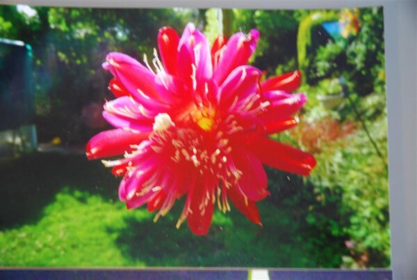 Epiphyllum-Hybr. Stuttgart Alien Mr. Spock