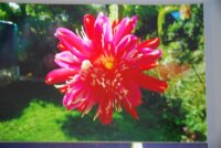Epiphyllum-Hybr. Stuttgart Alien Mr. Spock