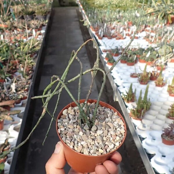 Euphorbia bosseri