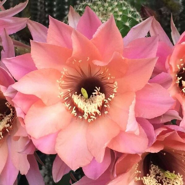 Echinopsis-Hybr. Ishtar Schick Hybride