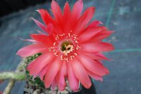 Echinopsis-Hybr. Infinity Schick Hybride