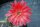Echinopsis-Hybr. Infinity Schick Hybride