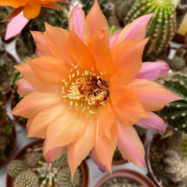 Echinopsis-Hybr. Oaxaca