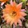Echinopsis-Hybr. Oaxaca