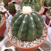 Melocactus maxonii inermis mit Cephalium
