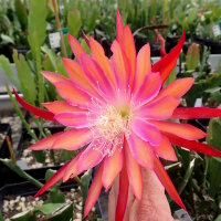 Epiphyllum-Hybr. Coral Dance