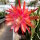 Epiphyllum-Hybr. Coral Dance