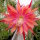 Epiphyllum-Hybr. Coral Dance