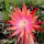 Epiphyllum-Hybr. Coral Dance