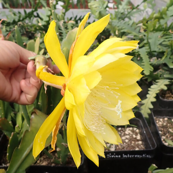 Epiphyllum-Hybr. Kiwi John Boy