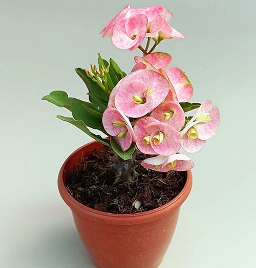 Euphorbia milii Grandiflora-Thai-Hybr. Tropic Crown