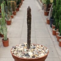 Rhytidocaulon spec.