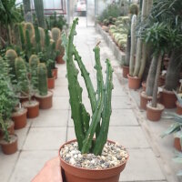Selenicereus calcaratus