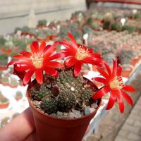 Rebutia heliosa v. condorensis cv. rubrispina virididermis L 401
