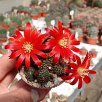 Rebutia heliosa v. condorensis cv. rubrispina virididermis L 401