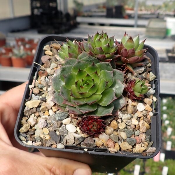 Sempervivum Zeeuwse Winner (dw)