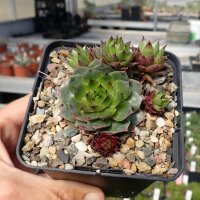 Sempervivum Zeeuwse Winner (dw)