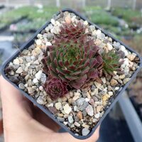 Sempervivum Zeeuwse Winner (dw)