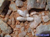 Avonia papyracea ssp. namaensis Eendorn