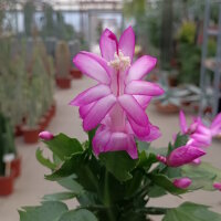 Schlumbergera-Hybr. Thor Caroline