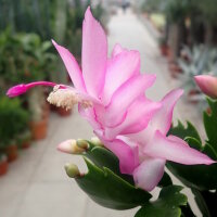 Schlumbergera-Hybr. Thor Caroline