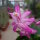 Schlumbergera-Hybr. Thor Caroline